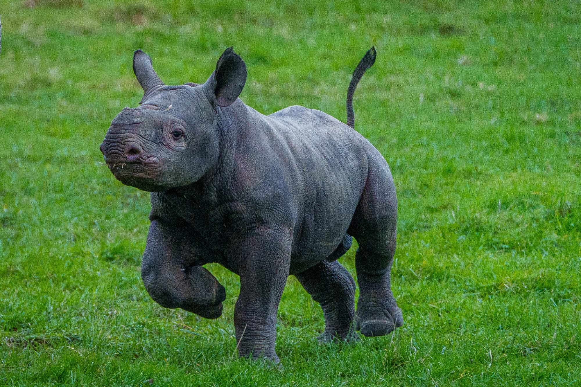 How Did Baby Black Rhino Rocco Help Raise £10,000 for Conservation at Yorkshire Wildlife Park?