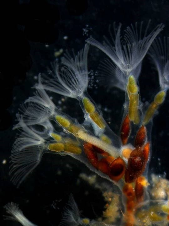 The Deep Shortlisted for The Great British Wildlife Restoration Award