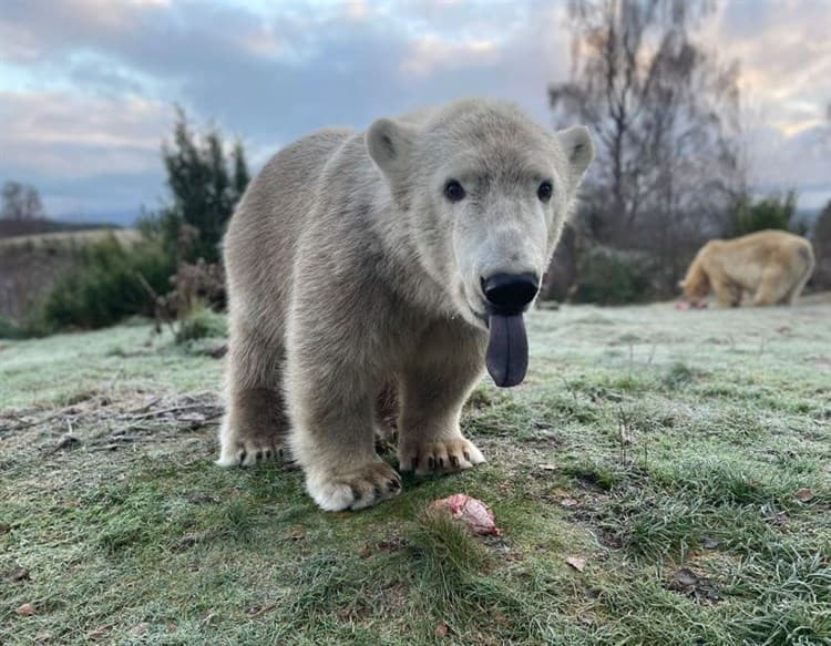 Brodie The Polar Bear Moving To Yorkshire Wildlife Park To Meet His Brother Hamish?