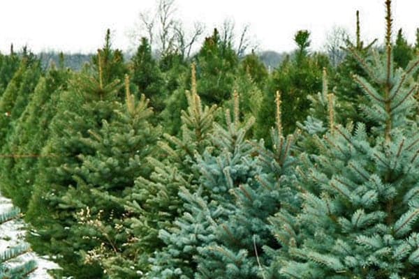 Scampston Christmas Fair This Weekend?