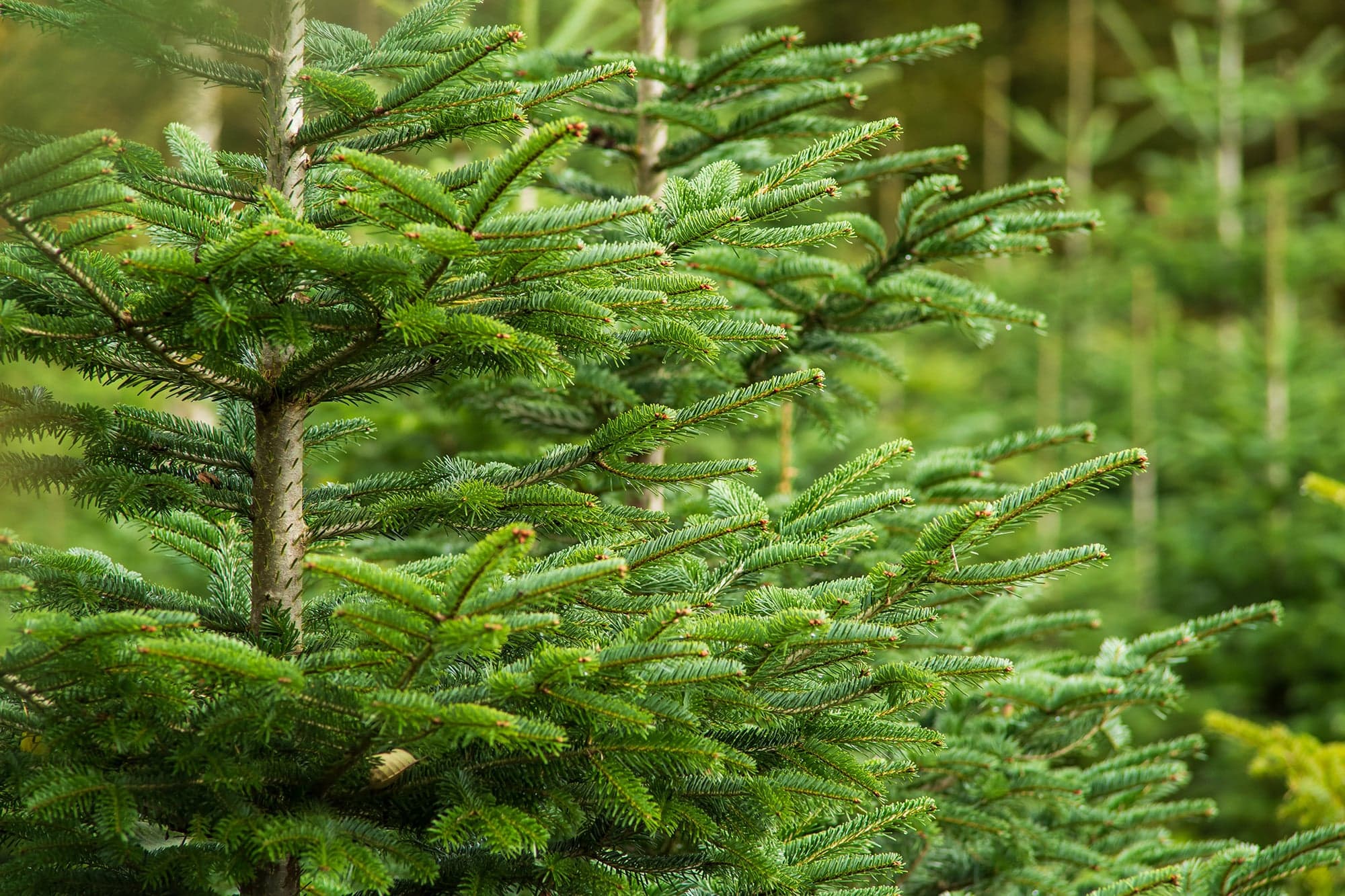 Christmas Tree Tips From RHS Harlow Carr