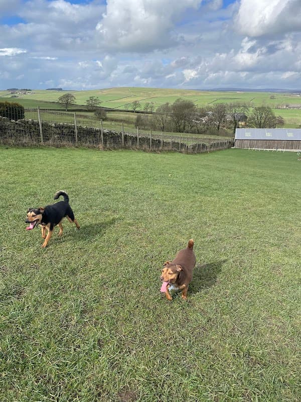 Two dogs play in a grassy field at Wharfedale Doggy Play Park, with rolling hills and a cloudy sky in the background.