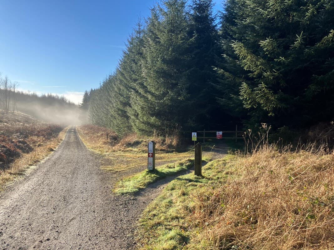 Gravel path leading into a forest, flanked by tall conifer trees and mist, with car park signs visible.