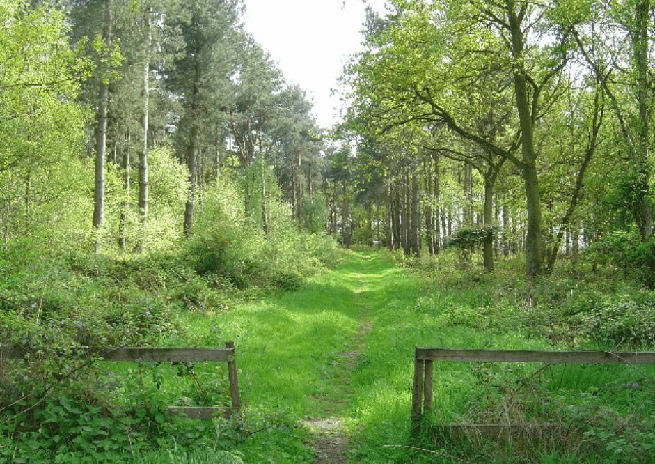 Lush green pathway through trees at Allerthorpe Common Nature Reserve, surrounded by vibrant foliage.