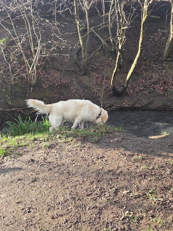 Alverthorpe Meadows - Park in alverthorpe