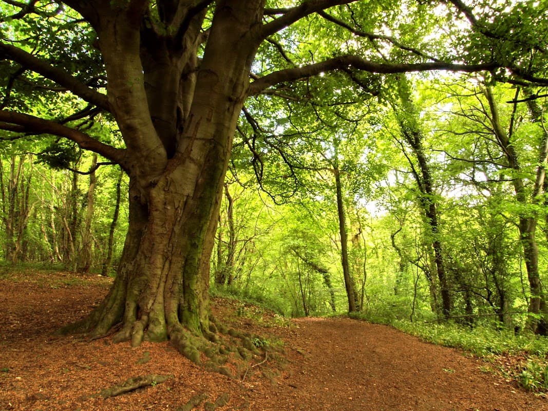 Lush green forest with a large tree and a winding path covered in fallen leaves.