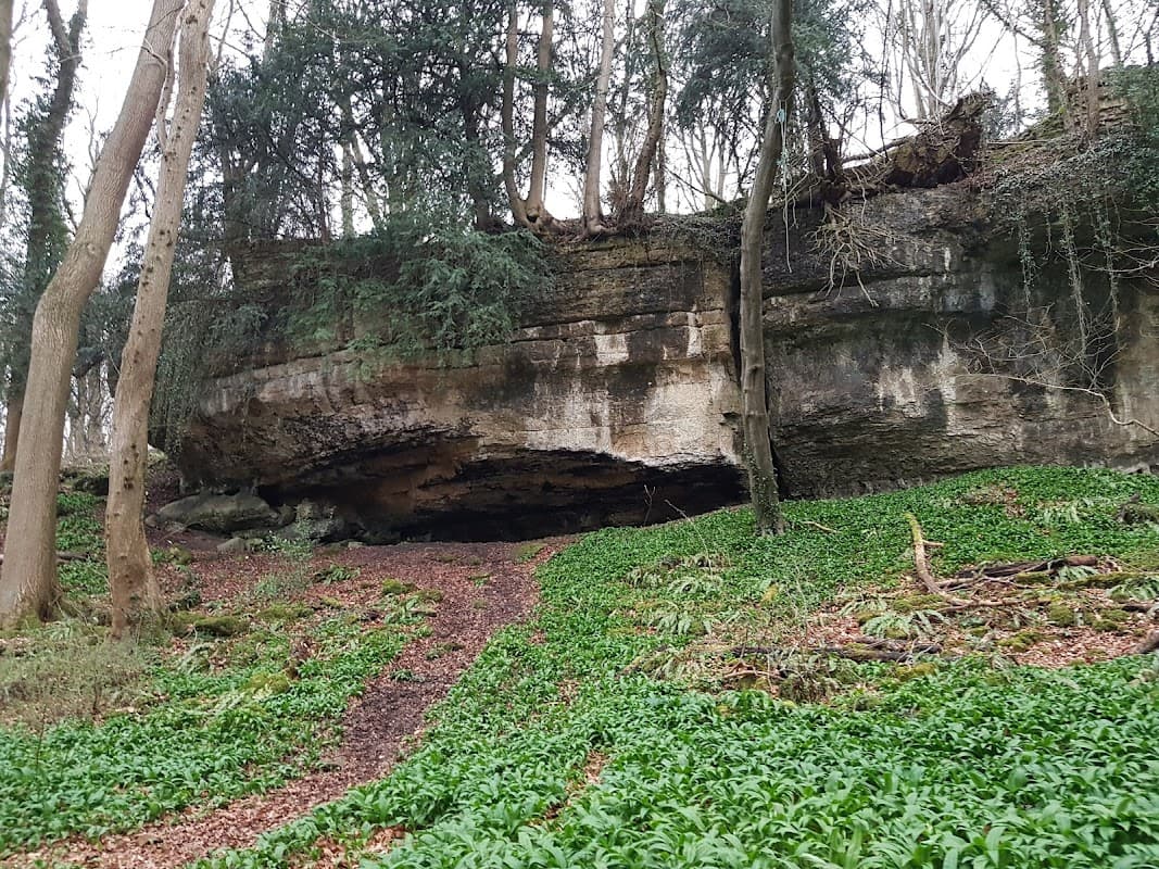 A large rocky overhang surrounded by trees and lush green undergrowth in Dead Man's Cave, Anston, Yorkshire.