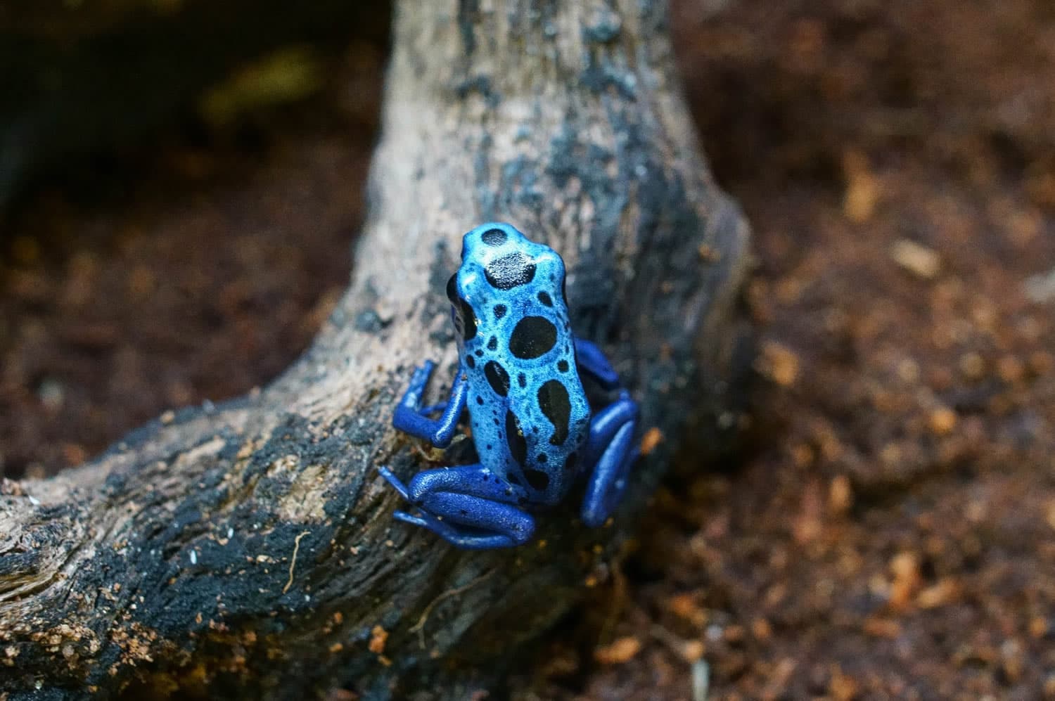 Askham Bryan Wildlife & Conservation Park