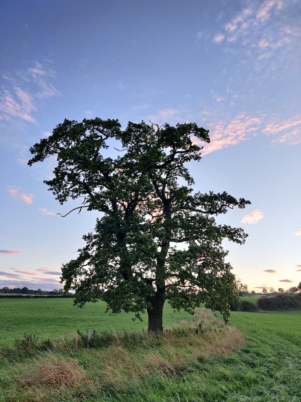 Lone tree stands in a grassy field under a colorful sky at Gold Coin Farm Campsite, Azerley, Yorkshire.