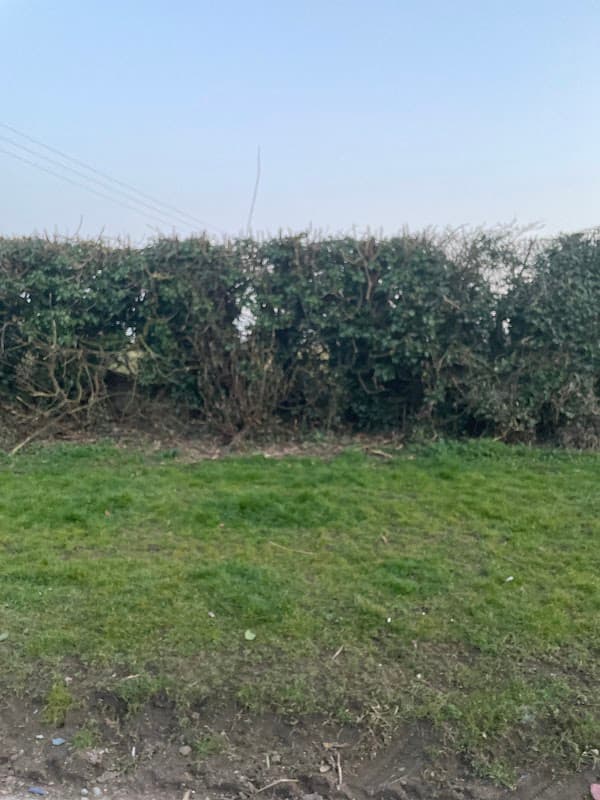 Lush green grass in front of a dense hedge under a clear sky, typical of a rural setting in Bainton, Yorkshire.
