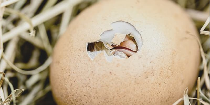 Cracked egg with a small chick emerging, surrounded by straw.