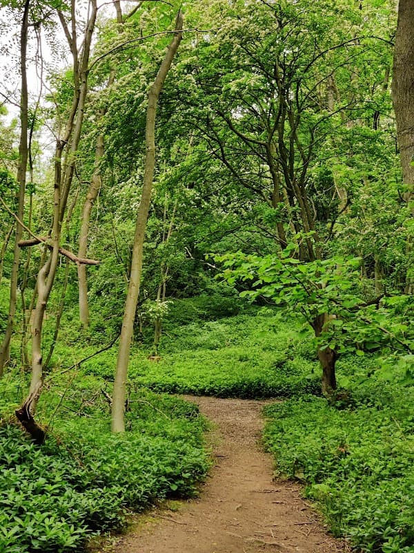 Lush green woodland path winding through trees and dense foliage at Hetchell Wood Nature Reserve.