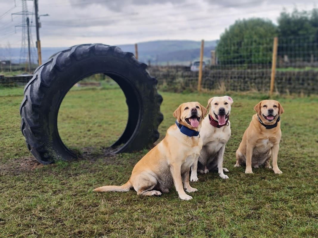 Three happy Labrador retrievers sit in a grassy field next to a large tractor tire, with hills in the background.