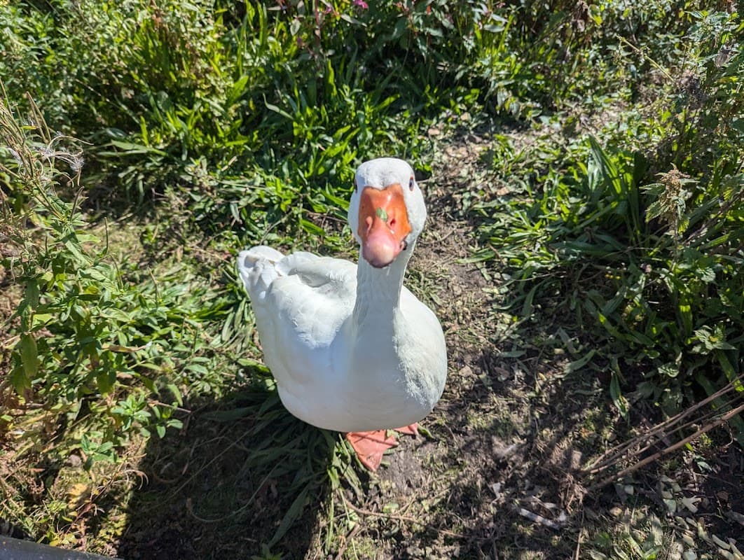 A white duck with an orange beak stands on grassy ground near Bowers Mill Visitor Parking in Barkisland, Yorkshire.