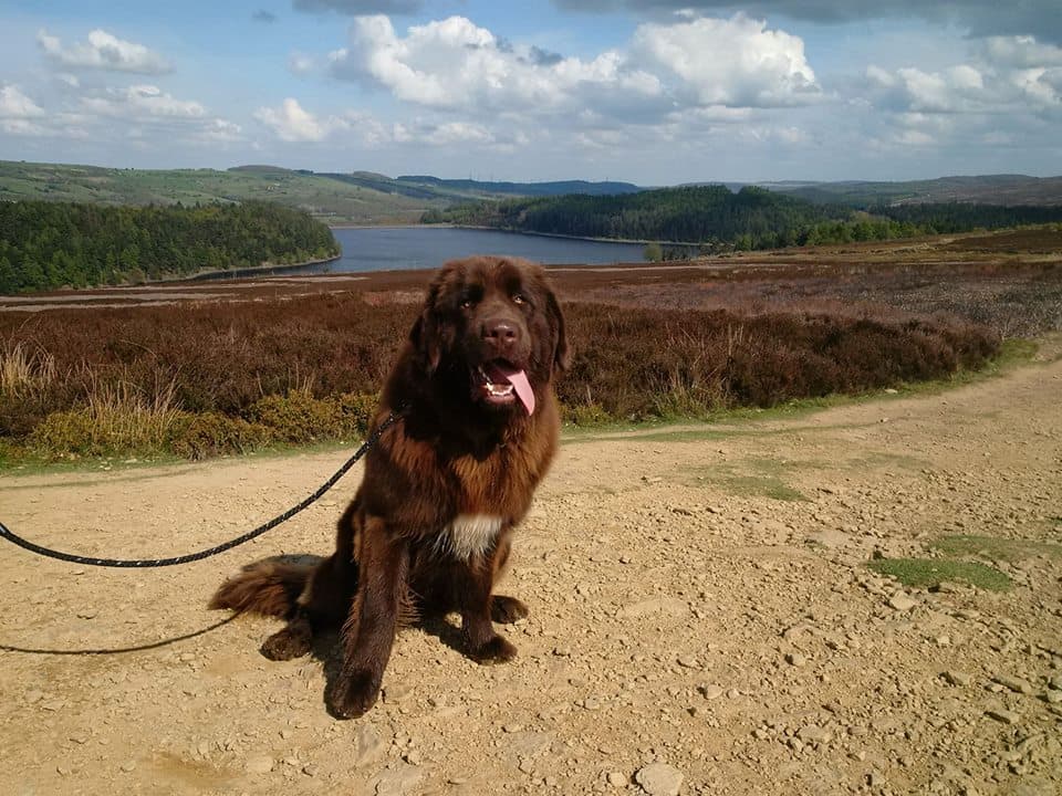 Barnsley Pet Care - Vets in barnsley