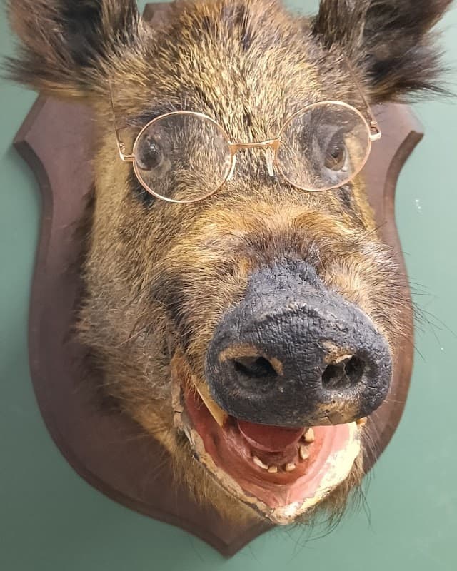 Curiosity Cabinet Ltd - Gift Shops in barnsley