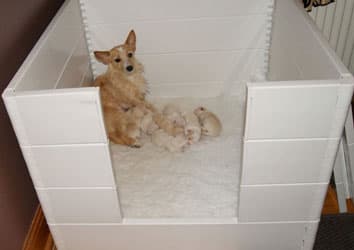 Have A Dog Day - Pet Shops in barnsley