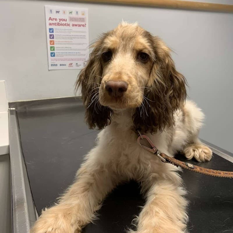 Vets For Pets Barnsley - Vets in barnsley