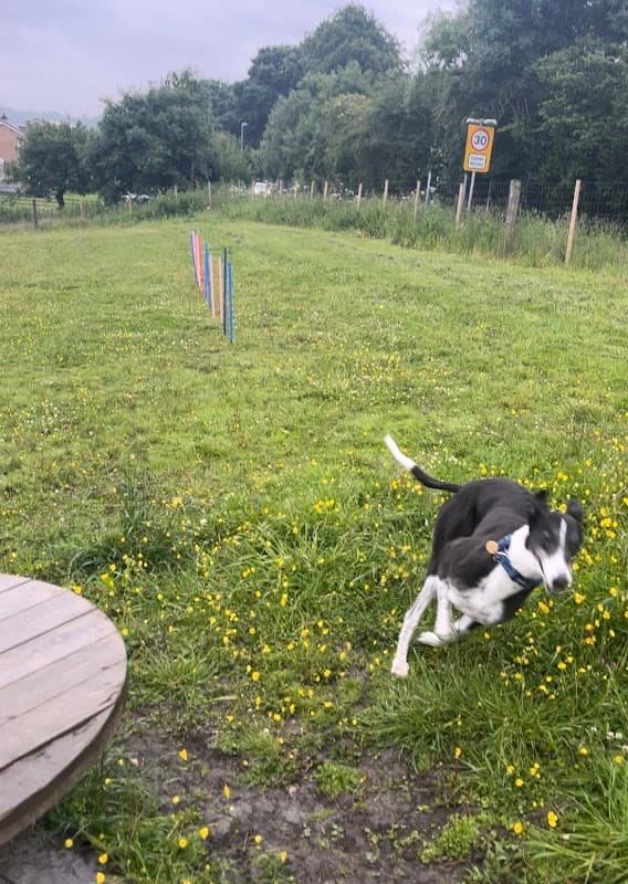 Take The Lead Dog Park - Park in batley