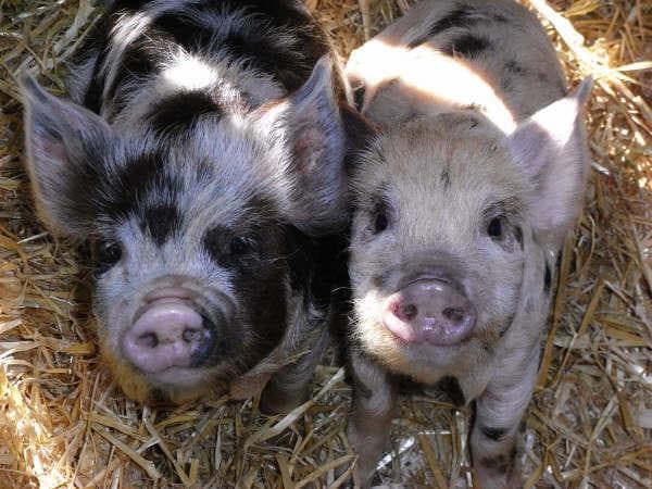 The Big Sheep & Little Cow - Attraction in bedale