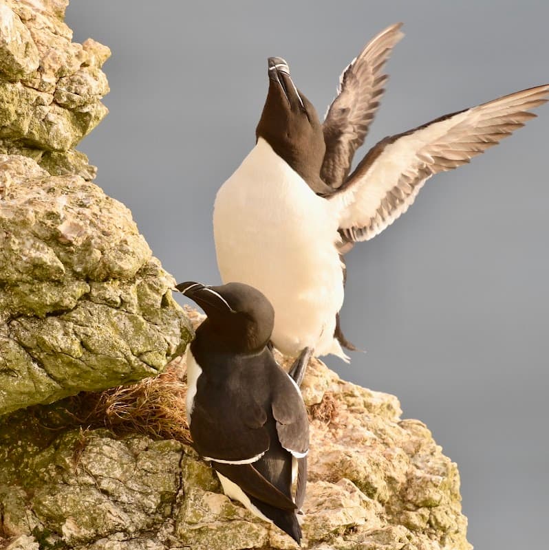 Two seabirds on rocky cliffs, one with wings spread, against a gray sky.