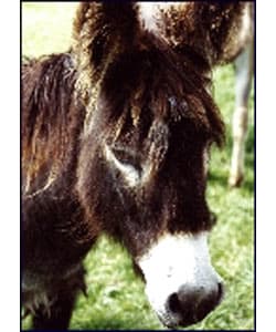 Betton Farm Camping & Caravan Park