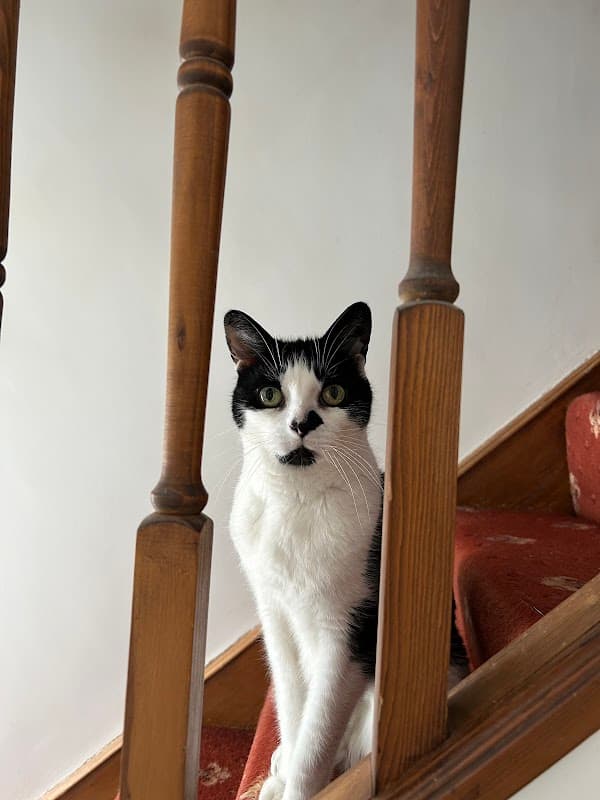 Avenue Veterinary Group - Bingley - Vets in bingley