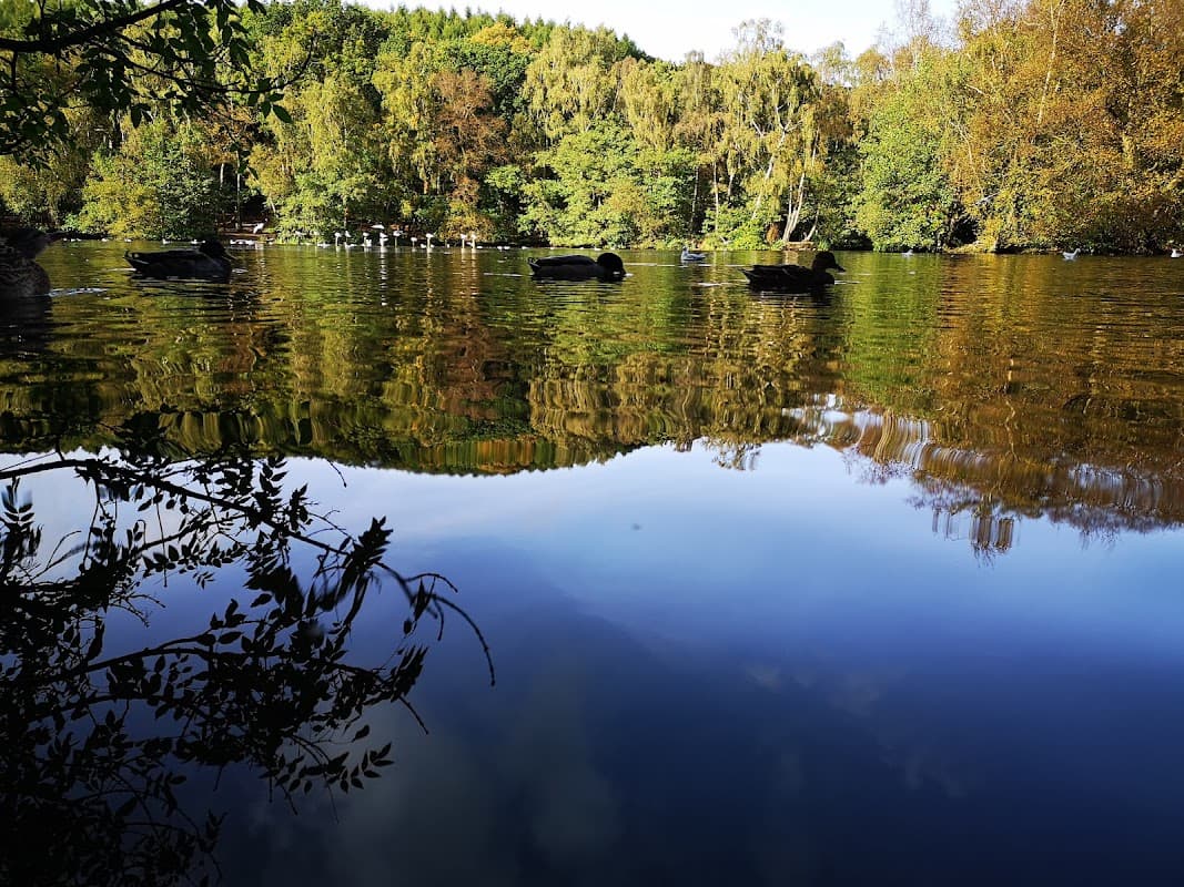 Serene lake reflecting autumn trees, with ducks swimming peacefully on the water's surface.
