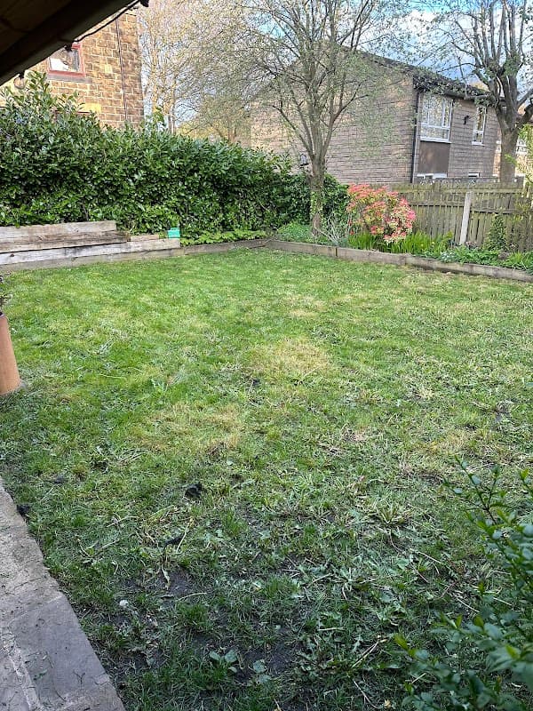 Lush green lawn with hedges, flower bushes, and a wooden bench in a residential area.