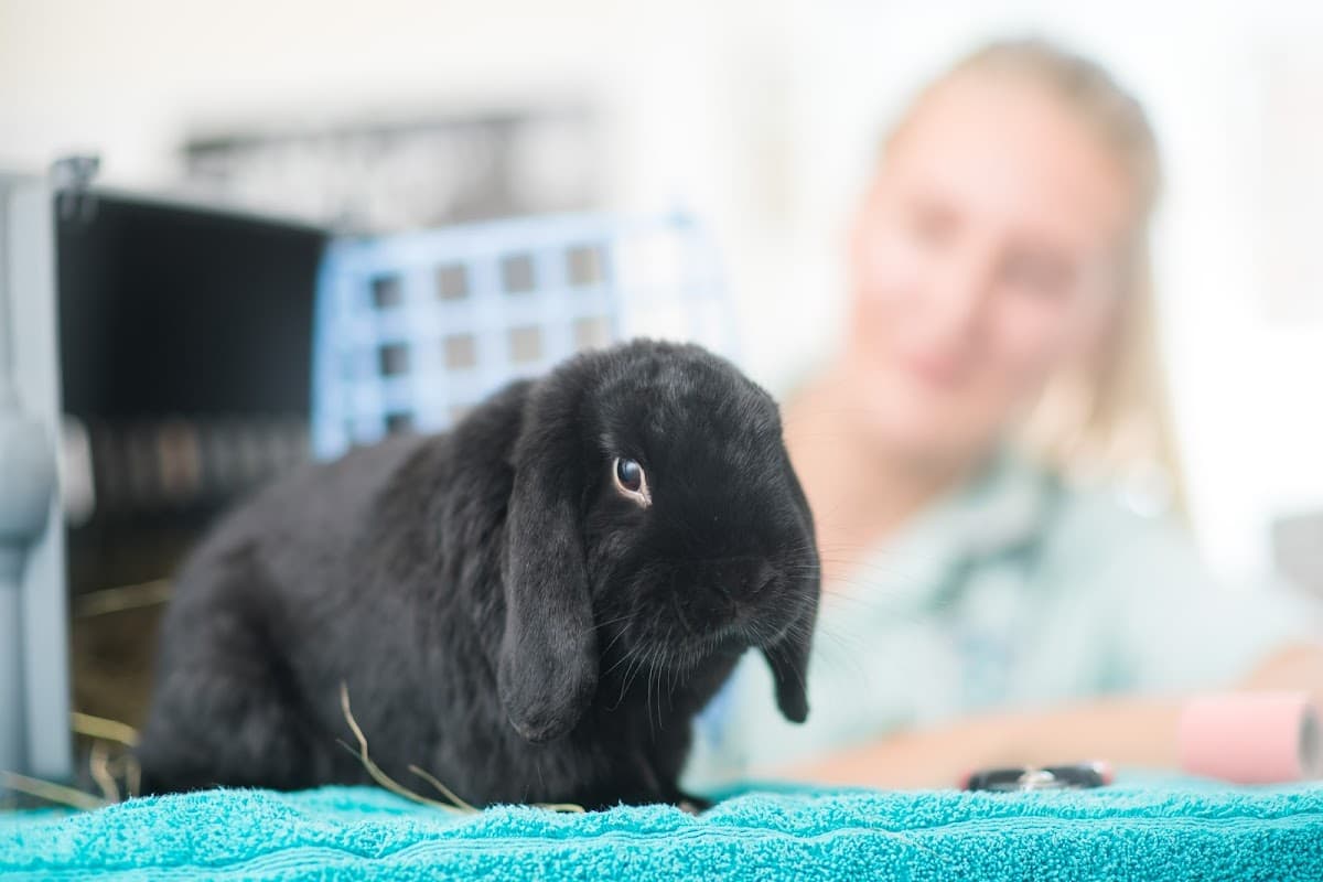 A black rabbit sits on a teal towel with a blurred veterinarian in the background.