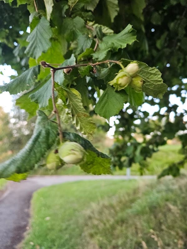 Cross Lane Open Space Playground - Playgrounds in bolsterstone ewden village
