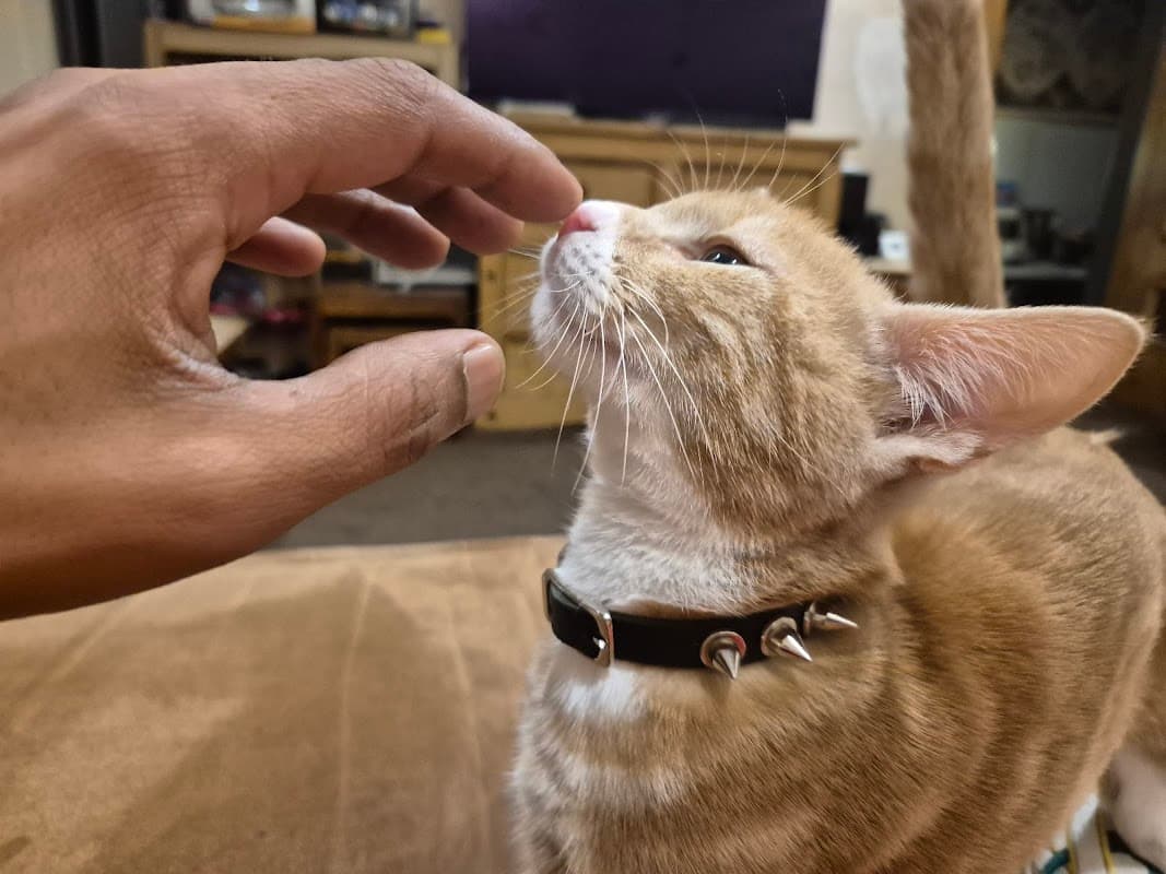 Northcote Veterinary Surgery - Vets in bradford