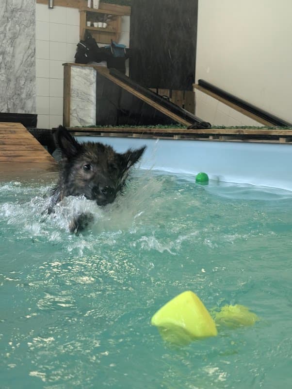 Paddle Paws Bradford - Swimming Pools in bradford