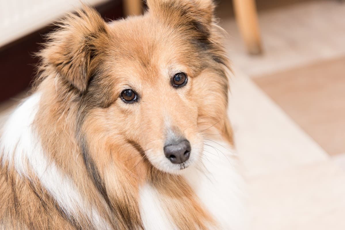 Towerwood Vets, Greengates - Vets in bradford