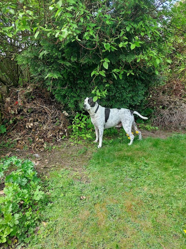 Vets4Pets - Bradford Idle (Eccleshill) - Vets in bradford