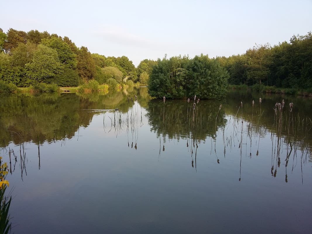 Tranquil lake surrounded by lush greenery and reeds, reflecting the serene landscape in Brafferton, North Yorkshire.