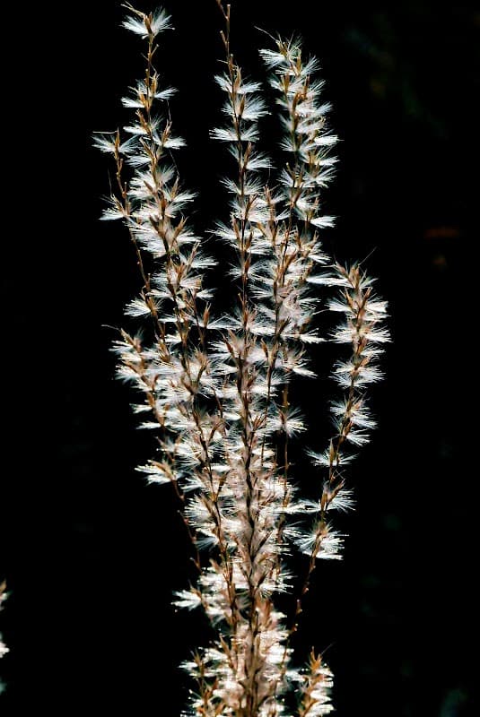 Delicate, feathery grass swaying against a dark background, capturing the essence of natural beauty in Yorkshire.