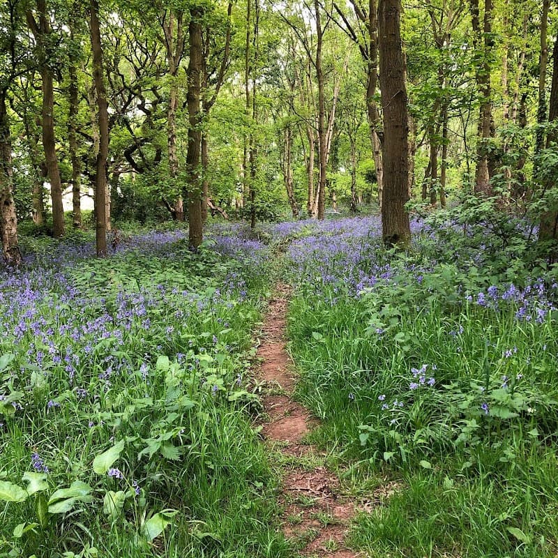 Path winding through a lush forest with vibrant bluebells and green foliage in Brayton, North Yorkshire.