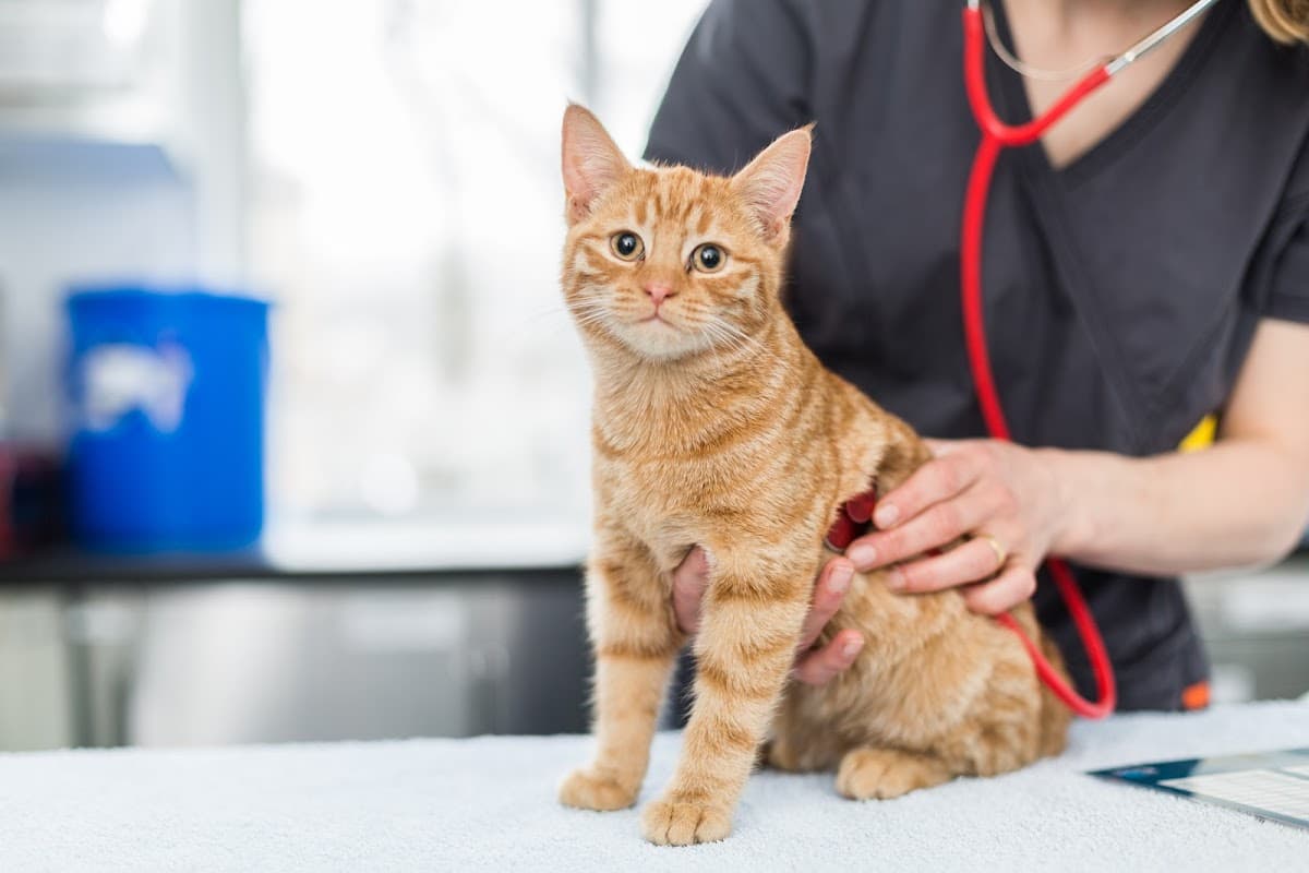 A veterinarian examines an orange tabby cat using a stethoscope in a clinic setting.