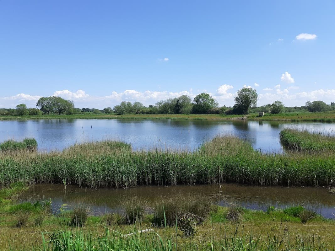 Lush wetlands with tall grasses, calm water, and a clear blue sky, surrounded by trees in Bridge Hewick, Yorkshire.