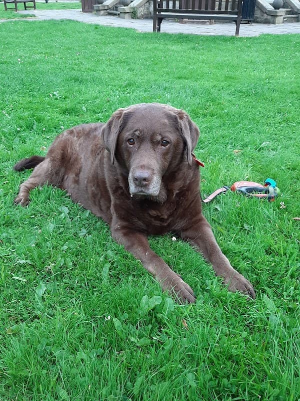 Calder Vets in Brighouse - Vets in brighouse