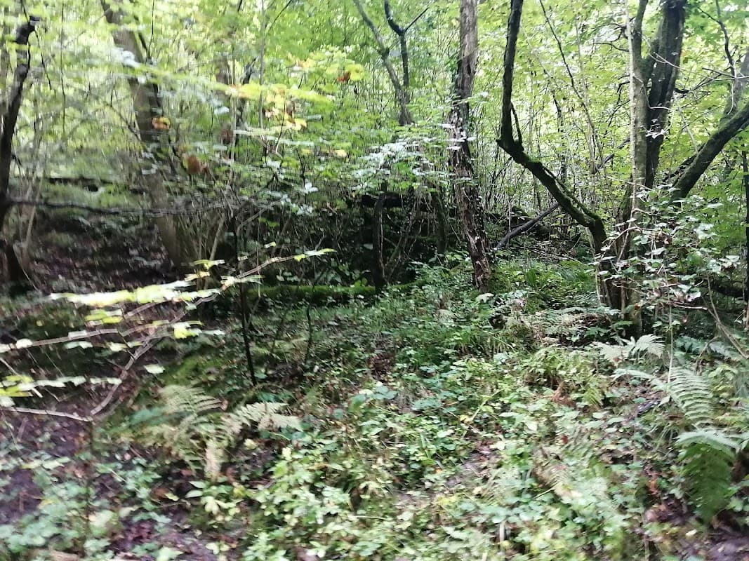 Lush green woodland with dense trees, ferns, and underbrush in a serene natural setting.