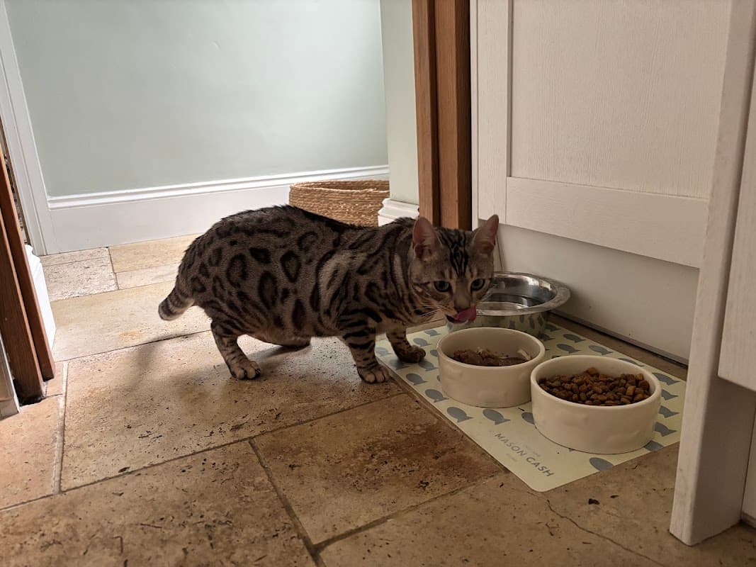 Canklow Meadows Cattery - Vets in canklow