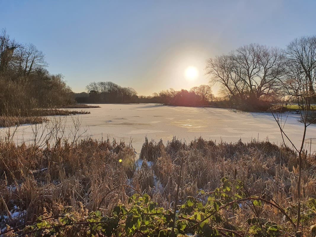 Frozen pond reflecting the sun, surrounded by bare trees and frosty vegetation under a clear blue sky.