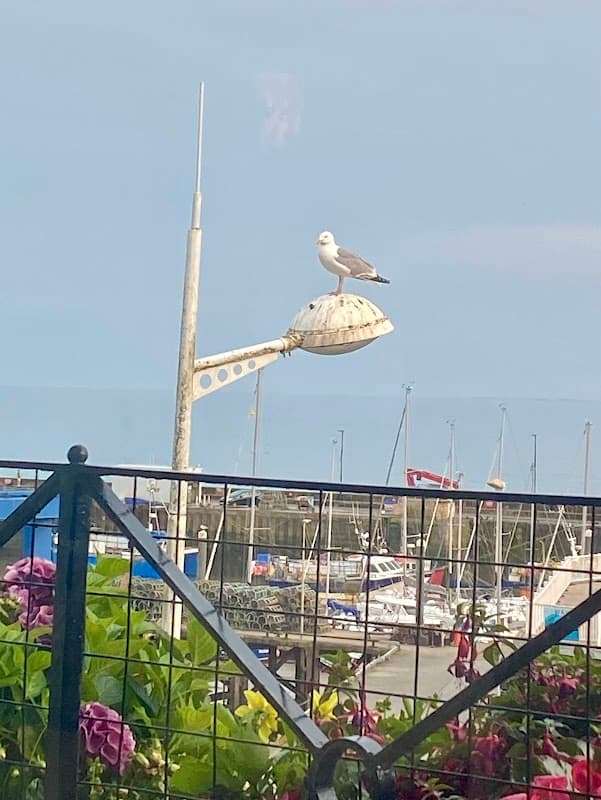Seagull perched on a lamp post overlooking a marina with boats, framed by colorful flowers in the foreground.