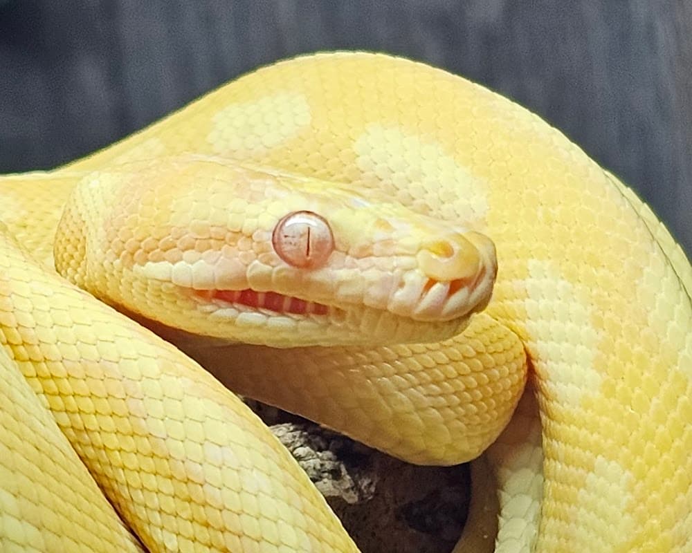 Jaws and Claws - Pet Shops in castleford