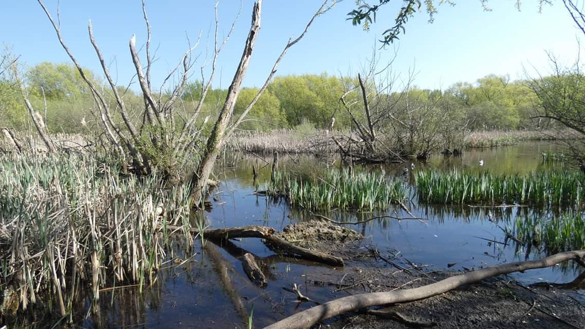 Smawthorne Marsh - Attraction in castleford