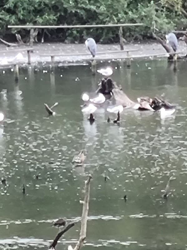 Parking area near a tranquil nature reserve with water, birds, and lush greenery in Catcliffe, Yorkshire.