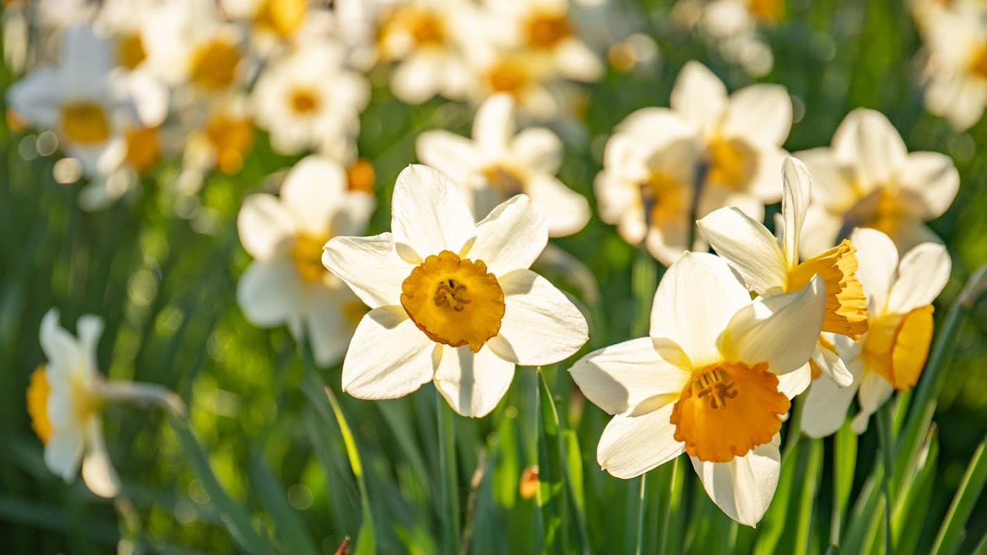 Bus Stop at Harehills Lane Harrogate Road - Bus Stops in chapel allerton