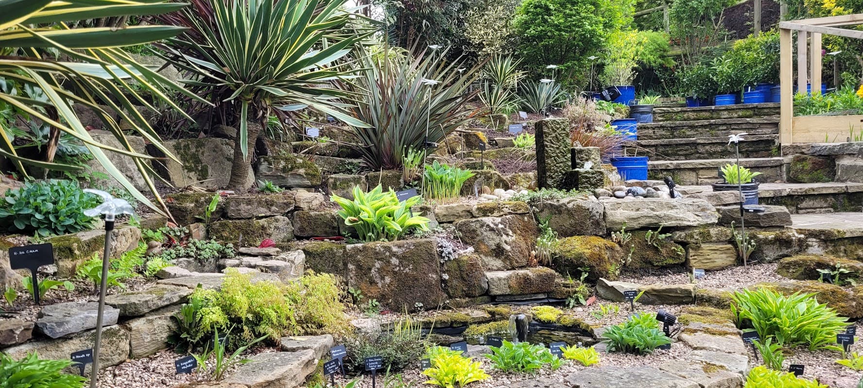 Lush garden with diverse plants, stone steps, and blue pots, creating a vibrant landscape in Clayton West, Yorkshire.